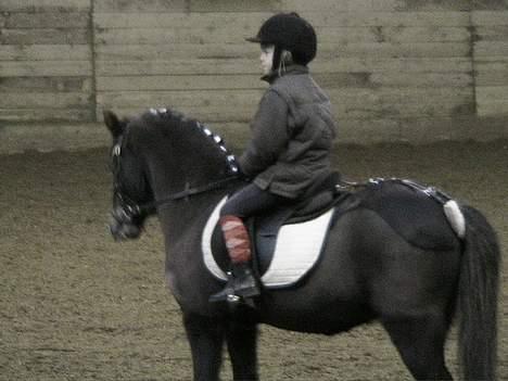 Welsh Pony af Cob-type (sec C) Kivi (SOLGT)  - Lea og Kivi venter på, at det bliver deres tur til ponygames. De blev nr. 3 (2008) billede 4