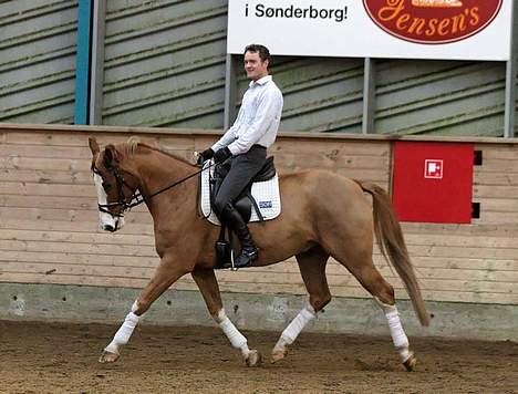 Dansk Varmblod Bajazzo-Diamond billede 5