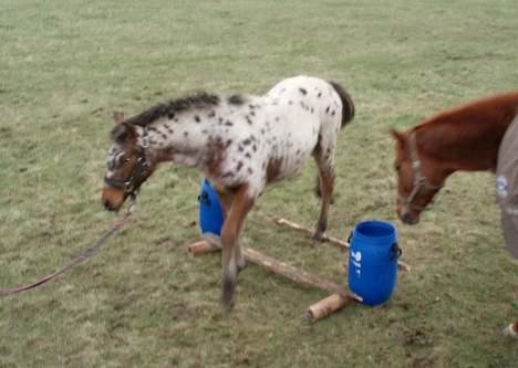 Knabstrupper Laramie (SOLGT) billede 20