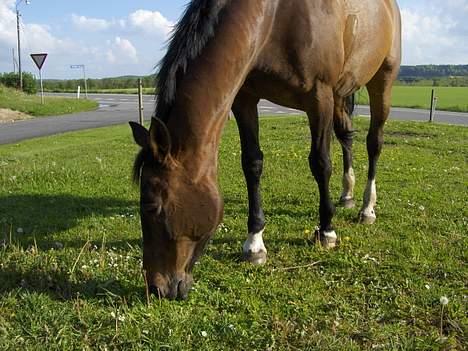 Dansk Varmblod Lady Maj R.I.P d. 29/4-08 - Det er også fra sommer der sidste år billede 1