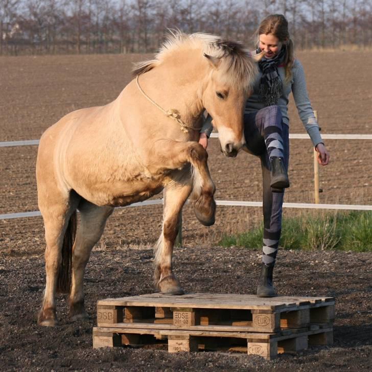 Fjordhest Lotti - Løfte ben på palle. billede 17