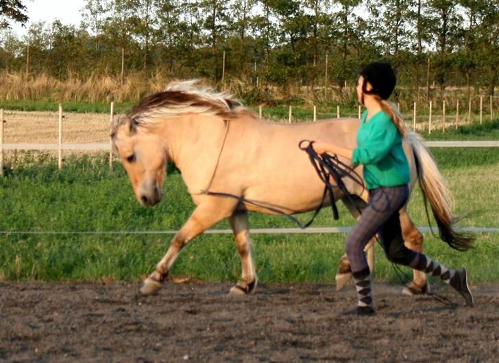 Fjordhest Lotti - Longering - Fotograf : Katrine billede 20