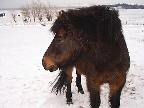 Dartmoor Sally <3 - Velkommen til Sally´s profil. smid gerne en kommentar og bedømmelse inden du går =) billede 1