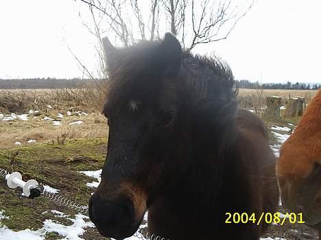 Dartmoor Sally <3 - her var hun så, den dejlige pony :) billede 2