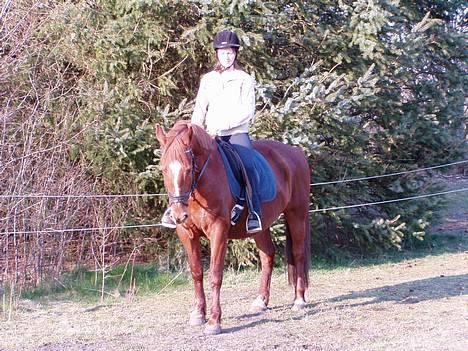 Anden særlig race Prins billede 14