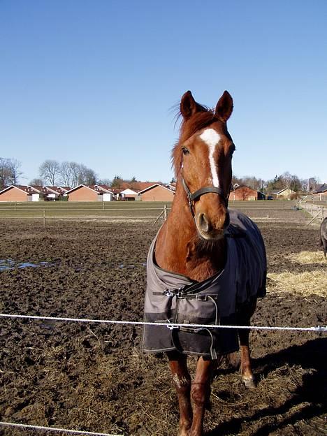 Anden særlig race Prins billede 15