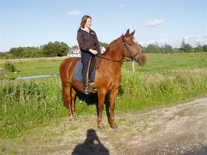 Anden særlig race Prins billede 16