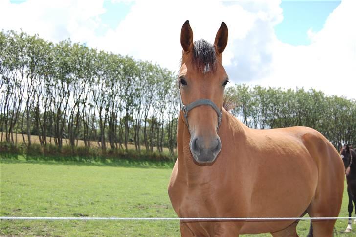 Dansk Varmblod Højgårds Shakira - Højgårds Shakira <3 Foto: MLH-foto billede 1