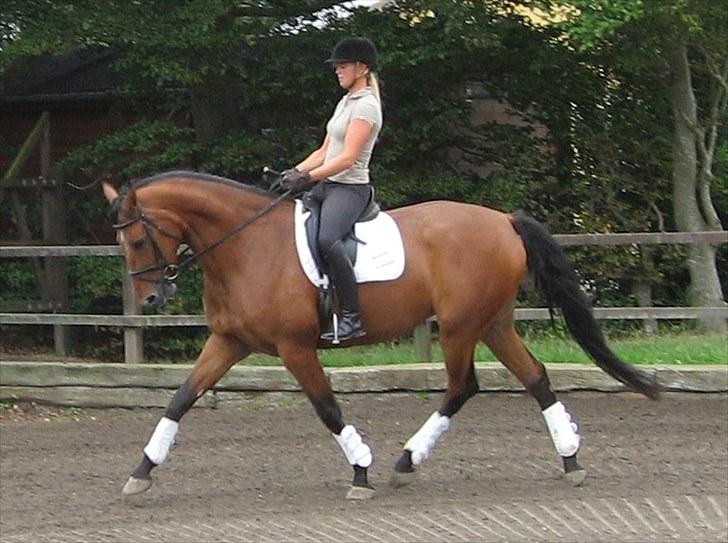 Dansk Varmblod Højgårds Shakira - Så dygtig hun er blevet :) billede 2