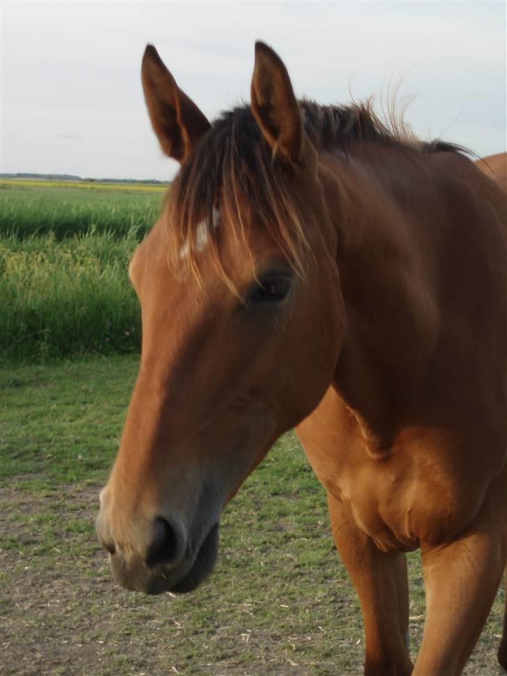 Dansk Varmblod Højgårds Shakira billede 3
