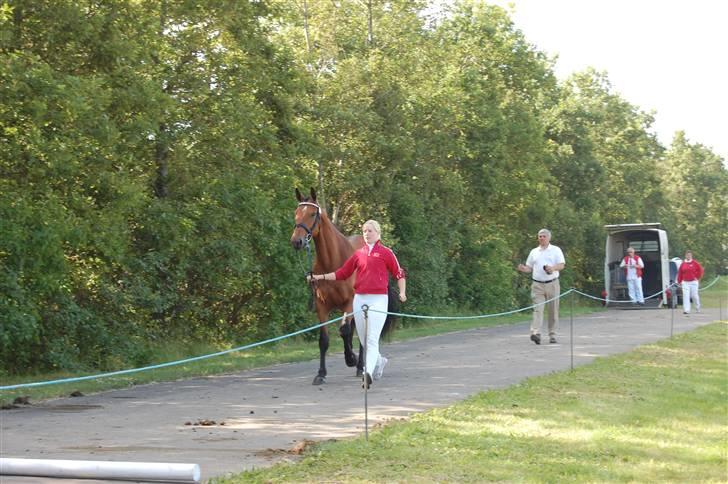 Dansk Varmblod Højgårds Shakira - Helle og Shakira, til sadelkåringen. Foto: MLH-foto billede 5