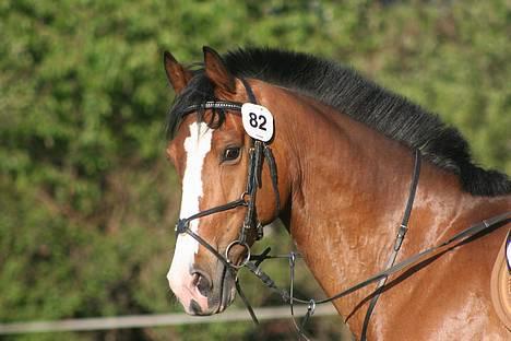 Hollandsk Varmblod Tornado SOLGT - Tornado <3 billede 1