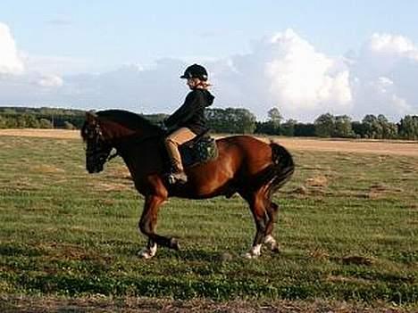 Anden særlig race Shannon (R.I.P) billede 18