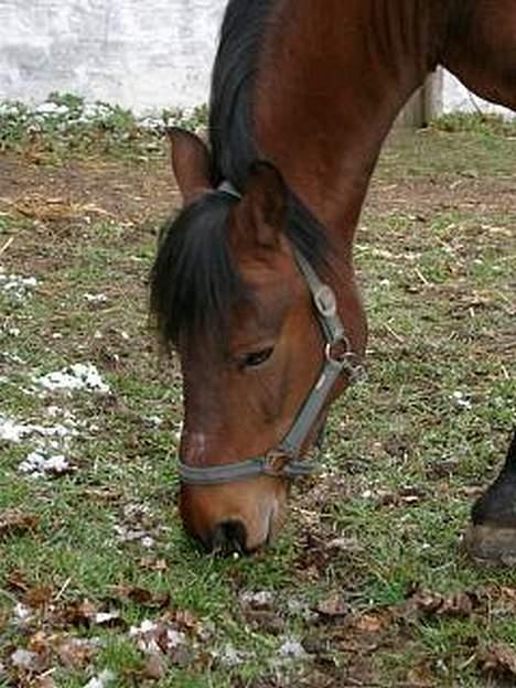 Anden særlig race Shannon (R.I.P) billede 19