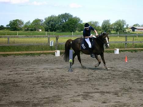 Anden særlig race Flying Dondy - Mig og Dondy til pony games.. Han er til salg. billede 5