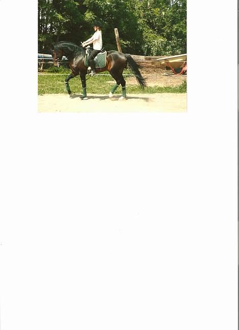 Anden særlig race flint"død" - ja ja dressur kan jeg også billede 2