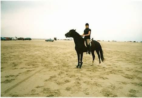 Anden særlig race flint"død" - mere rømø uha havduft og hopper husk jeg er hingst billede 3