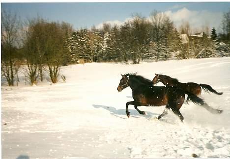 Anden særlig race flint"død" - sne jeg elsker det billede 4