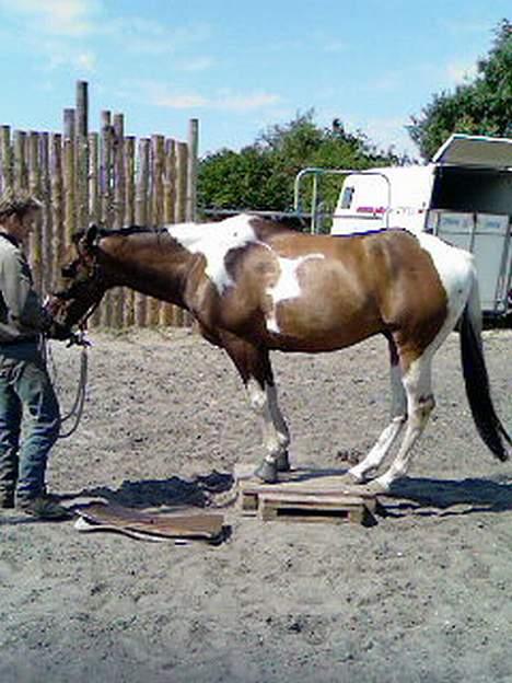 Paint Junior *R.I.P* :'( billede 8