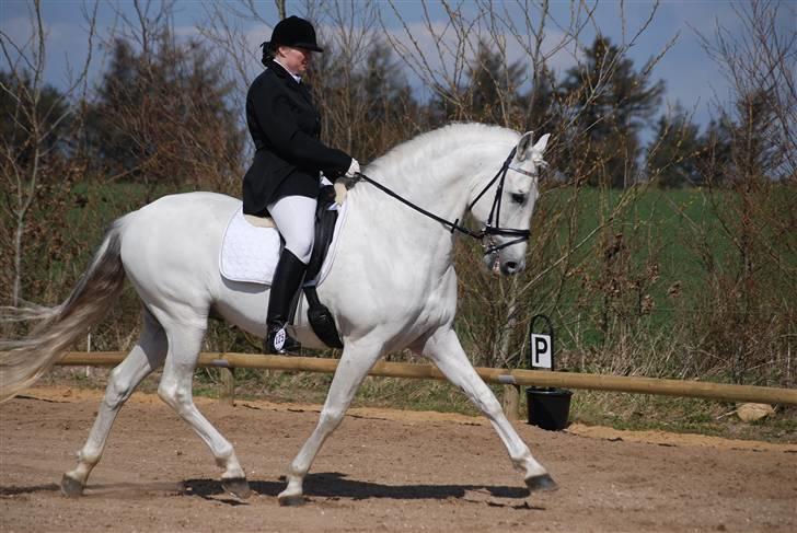 Pura Raza Española versalles  billede 14