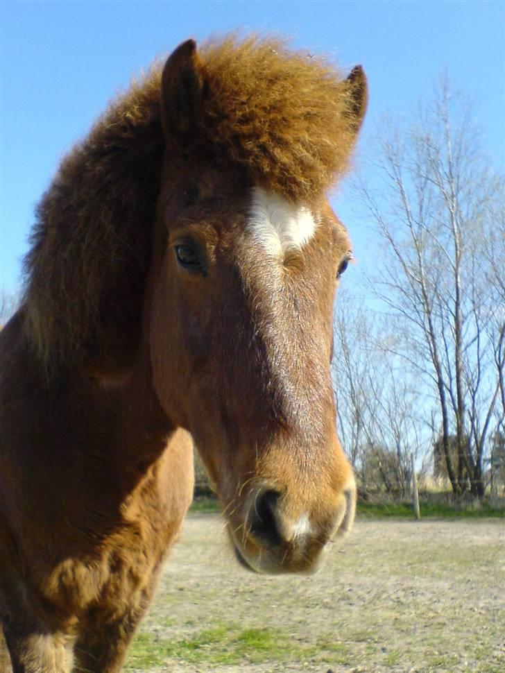 Islænder Friða fra Hellum  - Velkommen til Friða fra Hellum. billede 1