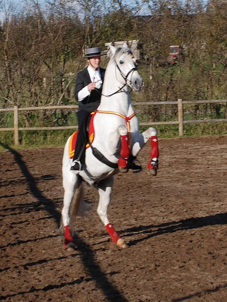 Pura Raza Española versalles  billede 15