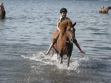 Islænder Friða fra Hellum  billede 2