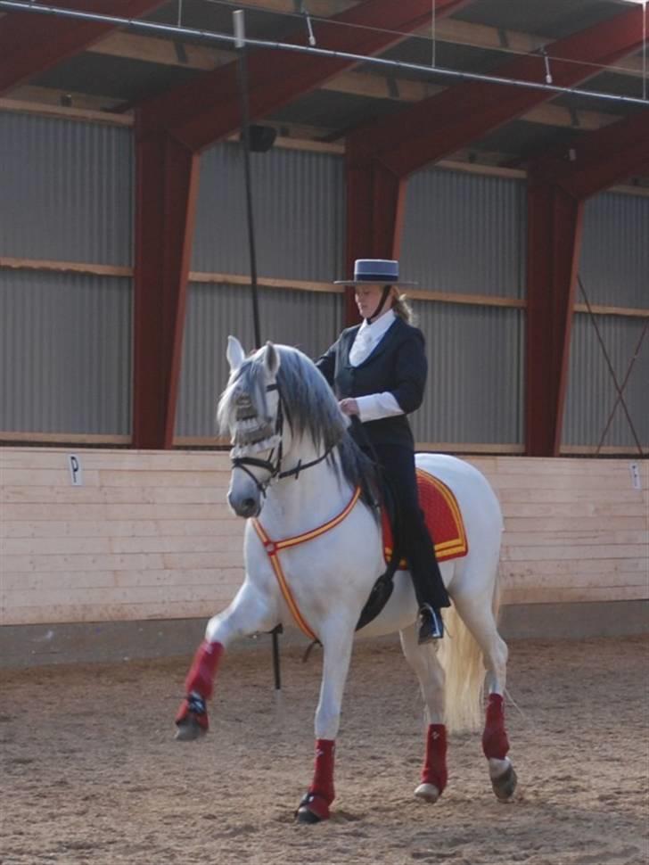 Pura Raza Española versalles  billede 16