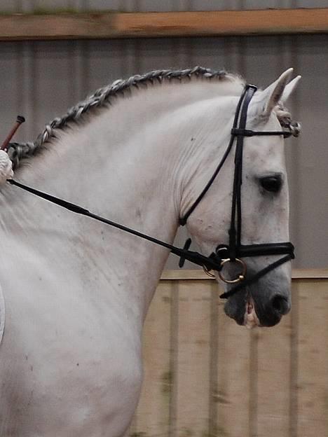 Pura Raza Española versalles  billede 17