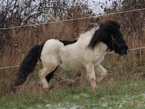 Shetlænder lukas billede 7