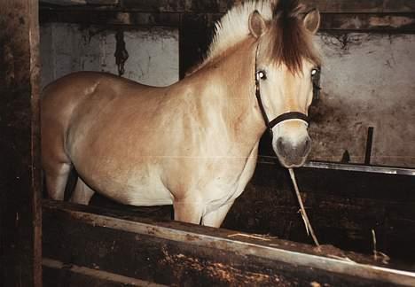 Fjordhest Susi  - Susi 6 år gammel billede 14
