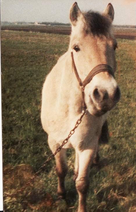 Fjordhest Susi  - Susi 2 år billede 15
