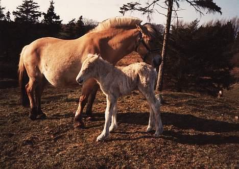 Fjordhest Susi  - Susi med hendes føl daimont star 9 år billede 16