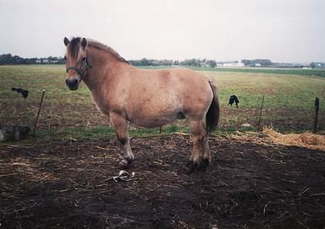 Fjordhest Susi  - Susi i 1990 billede 17
