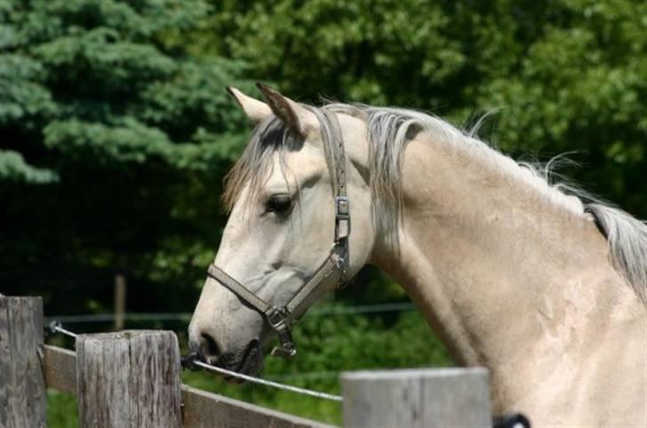 Frederiksborg Nubia - Nubia billede 4