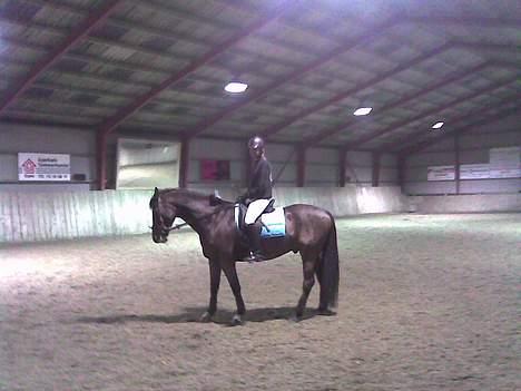 Dansk Varmblod Don Lunes billede 6