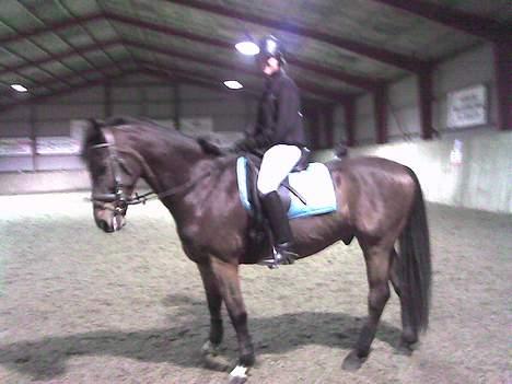 Dansk Varmblod Don Lunes billede 7