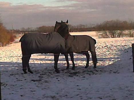 Hannoveraner Dream-Star - Dream-Star, (med blå dækken) sammen med en af hans mange kærester <3  billede 13