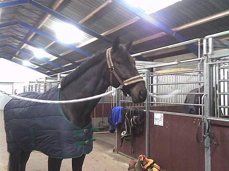 Hannoveraner Dream-Star - En alminelig dag i stalden .. billede 14