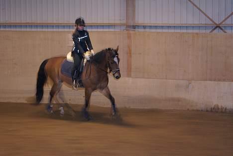 Anden særlig race Mirou *Solgt* - Her rider vi, det er bare dejligt.... billede 4