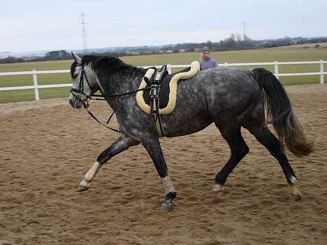 DSP West Side Sweet Babati  - 11/2-07. Longering derhjemme billede 6