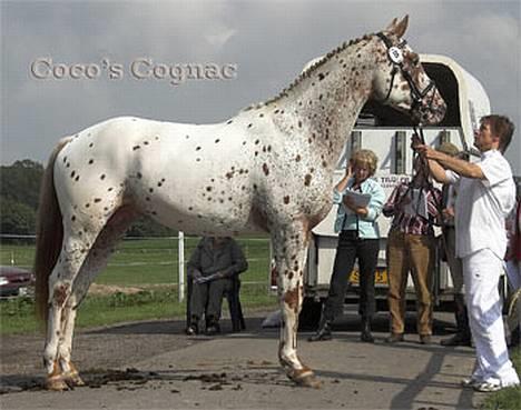 Knabstrupper Coco's Cognac SOLGT - Til kåring på Baunehøj 2006 billede 1