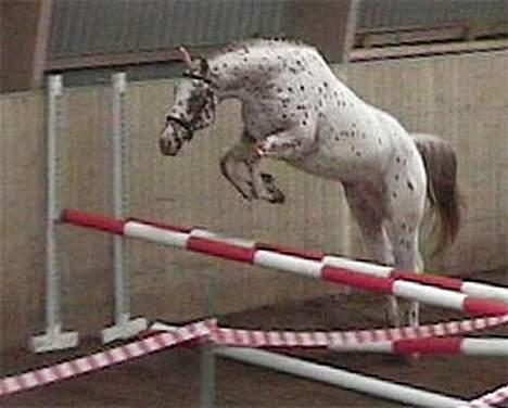 Knabstrupper Coco's Cognac SOLGT - Til kåring på Baunehøj 2006 billede 2