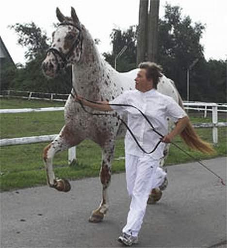 Knabstrupper Coco's Cognac SOLGT - Til kåring på Baunehøj 2006 billede 4