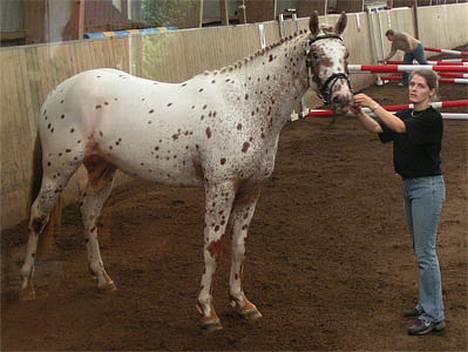 Knabstrupper Coco's Cognac SOLGT - Til kåring på Baunehøj 2006 billede 5