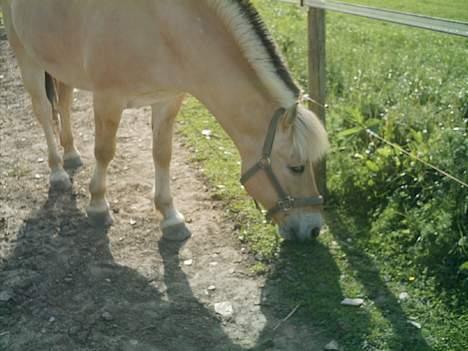 Fjordhest Django. Dejlig fjordhest. - Her er min dejlige fjolle-bakker:-)<3, som står og spiser Græs. sommeren år 2006    billede 1