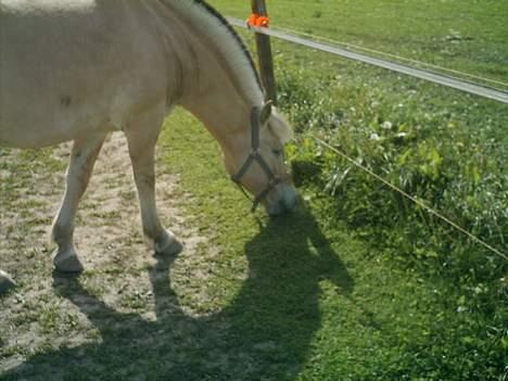 Fjordhest Django. Dejlig fjordhest. - Her står der enu en dejlig fjolle-bakker<33333, som står og  spiser græs. sommeren år 2006 billede 2