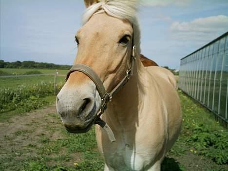 Fjordhest Django. Dejlig fjordhest. - solen skinner, viden i håret, det var bare den perfekte sommer dag til at ride tur i<333, sommeren år 2006.                  billede 3