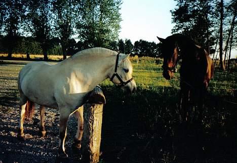 Fjordhest Sylvester (er på de evige - Her er et af de sidste billeder af Sylvester. Herhilser han på Charmeur som så blev min nye hest. billede 18