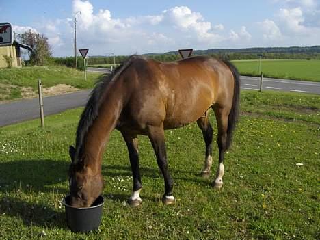 Dansk Varmblod Lady Maj R.I.P d. 29/4-08 - Det blev taget i sommer sidste år da det var så varmt billede 2